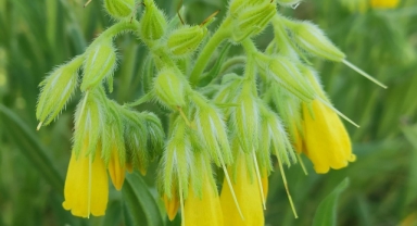 Yeni bitki türü keşfedildi: Bitkiye hayatını kaybeden öğretim üyesinin adı verildi (Foto Galeri) 
