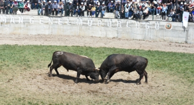 Artvin'de Yusufeli Geleneksel Derekapı Boğa Güreşleri yapıldı (Foto Galeri) 
