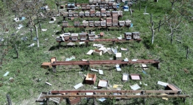Ayılar arı kovanlarına böyle zarar verdi (Foto Galeri)