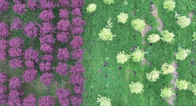 Baharın Gelişiyle Çiçekler Açtı: Erguvan ve Oya Ağaçları Görsel Şölen Sunuyor (Foto Galeri)