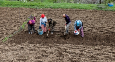 Çiftçiler patates ekim mesaisinin sonuna geldi (Foto Galeri)
