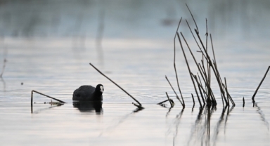 Eriyen karla suya doyan Efteni Kuş Cenneti Gölü ziyaretçilerini ağırlıyor (Foto Galeri)