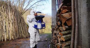 'Fındığın belalısı' kahverengi kokarcaya karşı 200 bini aşkın samuray arısı hazır (Foto Galeri) 