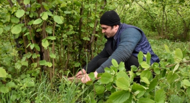 Fındık üreticilerinin yeni sezon mesaisi başladı (Foto Galeri) 