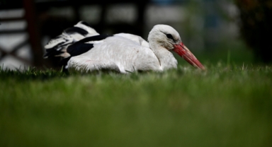 Göç yolunda akıma kapılan leylek ile yuvadan düşen sincaplar sağlığına kavuşuyor (Foto Galeri) 