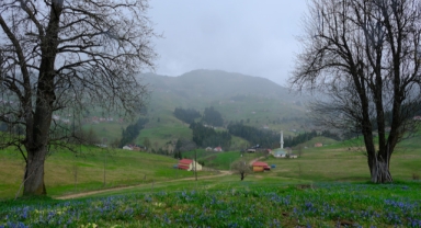 Gümüşhane'nin mor sümbül cenneti  (Foto Galeri)