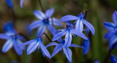 Kadıralak Yaylası'nın ünlü ‘mavi yıldız’ çiçekleri (Foto Galeri)