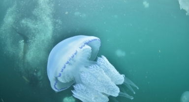 Karadeniz'in su altı güzellikleri keşfedilecek (Foto Galeri)