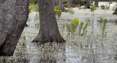Kızılırmak Deltası'ndaki Galeriç Ormanları su düğün çiçekleriyle kaplandı (Foto Galeri) 