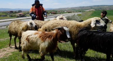 Küçükbaş hayvanların peşinde geçen ömür (Foto Galeri) 