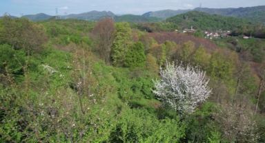 Ormanlardaki baharın renk cümbüşü havadan görüntülendi (Foto Galeri)