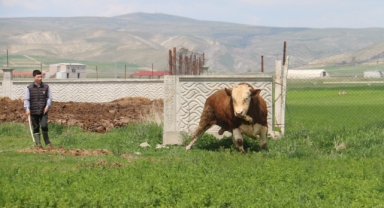 1 ton 250 kilogramlık Paşa, fiyatıyla dudak uçuklatıyor (Foto Galeri) 