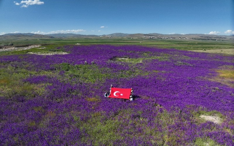 Tarihi Tapınakların Arasında Mor Mucize (Foto Galeri)