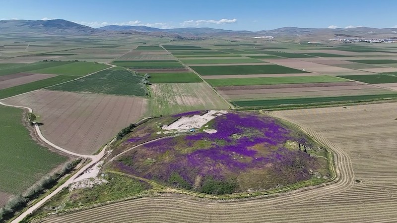Tarihi Tapınakların Arasında Mor Mucize (Foto Galeri)