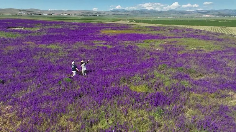 Tarihi Tapınakların Arasında Mor Mucize (Foto Galeri)