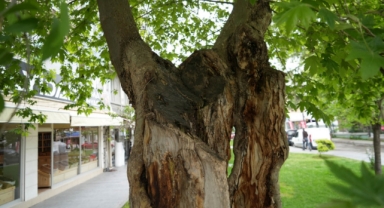 Dış kabuğunun üstünde duran asırlık çınar ağacı görenleri şaşkına çeviriyor (Foto Galeri) 