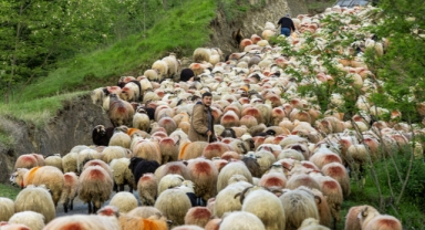 Doğu Karadeniz'de besicilerin yaylalara göçü sürüyor (Foto Galeri)  