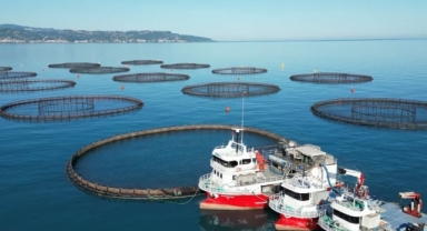 Doğu Karadeniz'de somon hasadı başladı (Foto Galeri)