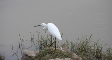 Göç rotasındaki Kızılırmak Deltası her yıl yüzlerce kuş türünü ağırlıyor (Foto Galeri)