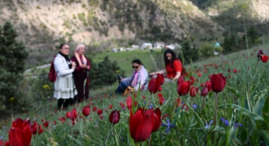 Gümüşhane'de dağ laleleri açtı (Foto Galeri) 