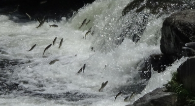 İnci kefalinin zorlu göçü devam ediyor (Foto Galeri) 