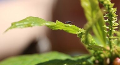 Kestane zararlısı gal arısı ile biyolojik mücadele için ‘torymus sinensis’ doğaya salındı (Foto Galeri)