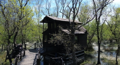 Kızılırmak Deltası'ndaki Galeriç Ormanları su papatyalarıyla mayısta ziyaretçilerini bekliyor (Foto Galeri)