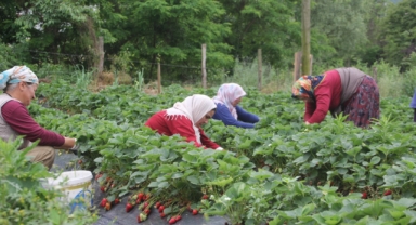 Ordu'nun çalışkan kadınları çilek hasadında (Foto Galeri) 