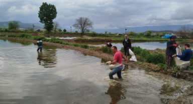 Sinop'ta 18 bin dekar alanda çeltik ekimine başlandı (Foto Galeri) 