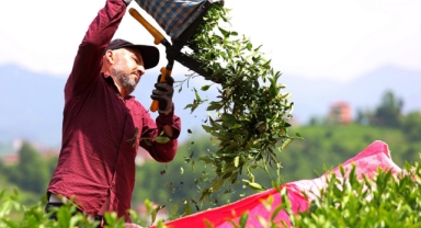 Trabzonlu çay üreticileri ilk sürgün hasadı için makas sallıyor (Foto Galeri) 