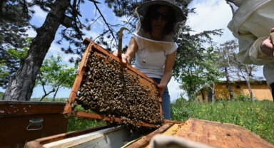 Türkiye-Slovenya ortaklığıyla yürütülen projede küresel ısınmanın bal arıları üzerindeki etkisi araştırılıyor (Foto Galeri) 