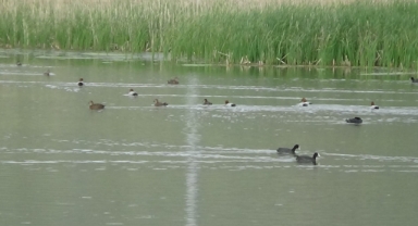 Van Gölü havzasında kuş popülasyonu canlandı (Foto Galeri) 