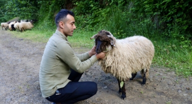 Bacağı kırılan kuzu takılan platin sayesinde yürümeye başladı (Foto Galeri) 