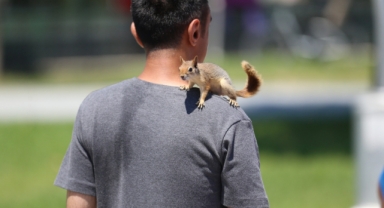Bahçesinde bitkin halde bulduğu sincaba evinde özenle bakıyor (Foto Galeri) 