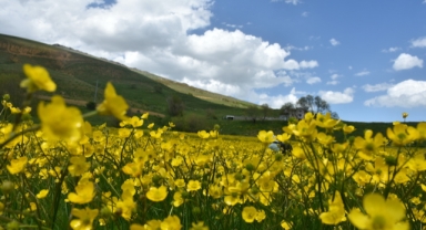 Gümüşhane'de adını ‘sarı çiçek’ten alan köydeki tarlalar renklendi (Foto Galeri)