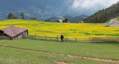 Gümüşhane yaylalarında çiçek şöleni (Foto Galeri)