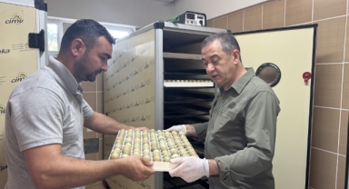 Kahverengi kokarcayla biyolojik mücadele için Karadeniz'de doğaya 3 bin sülün salınacak (Foto Galeri) 