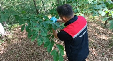 Kahverengi kokarcayla mücadele sürüyor (Foto Galeri) 