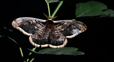 Kanat açıklığı 15 santimetre olan tavus kelebeği bulundu (Foto Galeri) 