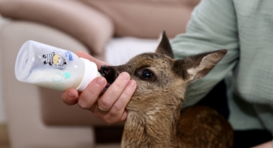 Karacaya Bebek Gibi Bakıyor: Giresunlu Kadının Örnek Davranışı (Foto Galeri)