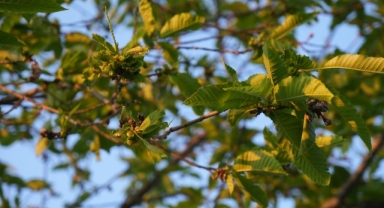 Karadeniz'de kestane ağaçlarını kurutan gal arısıyla mücadele sürüyor (Foto Galeri) 