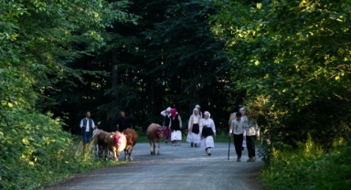 Karadeniz'in O İlinde Yayla Göçü Devam Ediyor (Foto Galeri) 