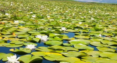 Nilüferlerin görsel şöleni yerli ve yabancı turistlerin ilgi odağı oldu (Foto Galeri) 