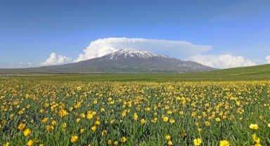 O yayla bahar çiçekleriyle renklendi (Foto Galeri)