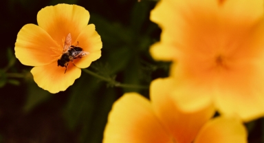 Polen toplama telaşındaki arılar (Foto Galeri) 