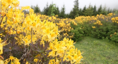 Yaylalar Sarı ve Morla Büyülüyor: Orman Gülleri Giresun’u Renklendirdi (Foto Galeri) 