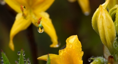 Zifin çiçekleri Trabzon'da yaylaları renklendirdi (Foto Galeri) 