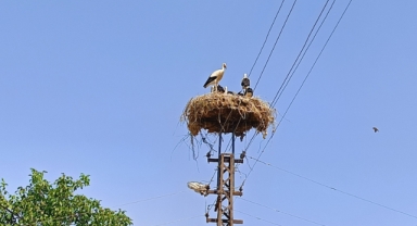 Anne şevkatiyle yaralı leyleğe sahip çıktı (Foto Galeri) 
