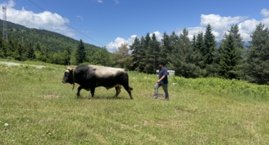 Artvin'de üç aydır antrenman yapan boğalar arenaya çıkmaya hazır (Foto Galeri) 