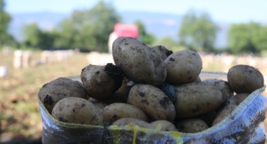 Bu yıl 30 bin ton patates rekoltesi bekleniyor (Foto Galeri)